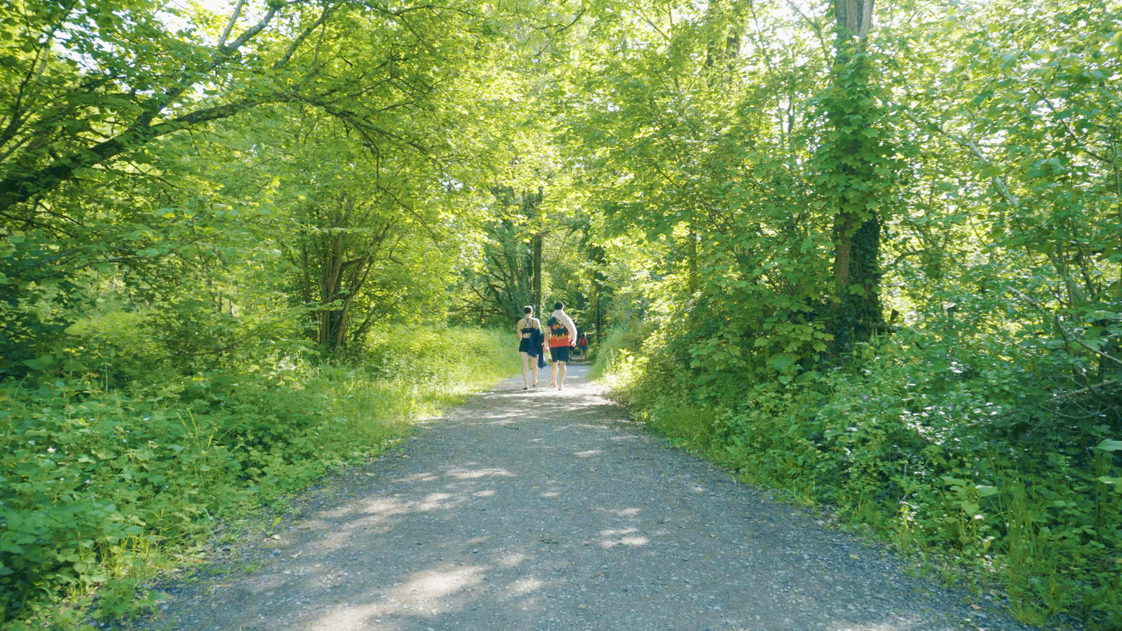 The same forest trail through the Calm Blue LUT: luminous greens, blue-tinted shade, clean bright path