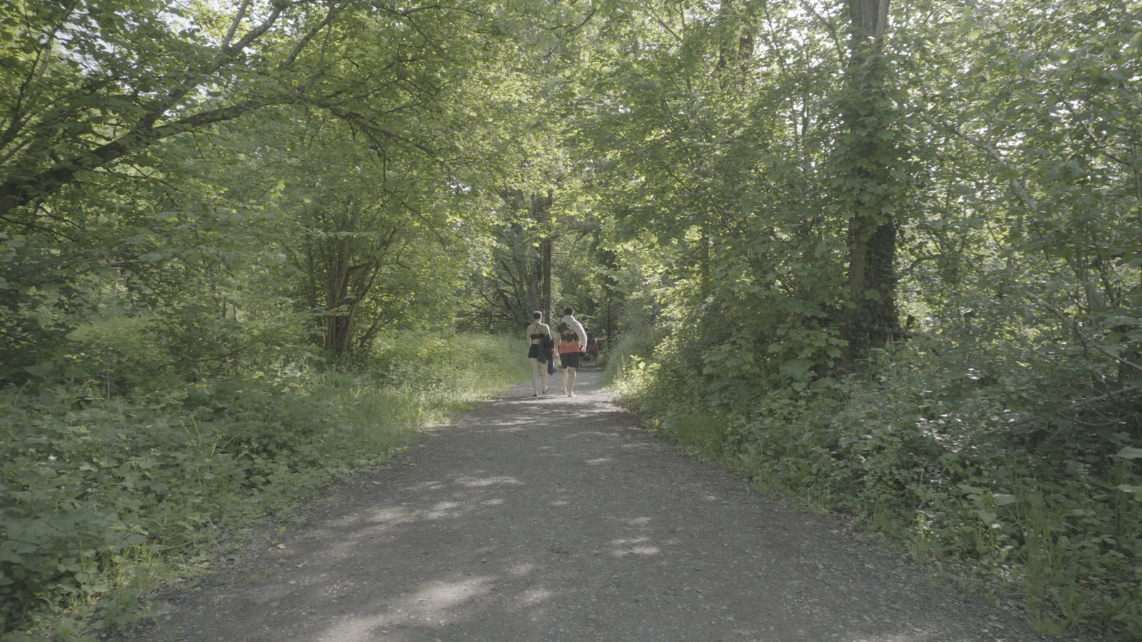 Ungraded S-Log2 footage of a forest trail: flat, grey-green, low contrast