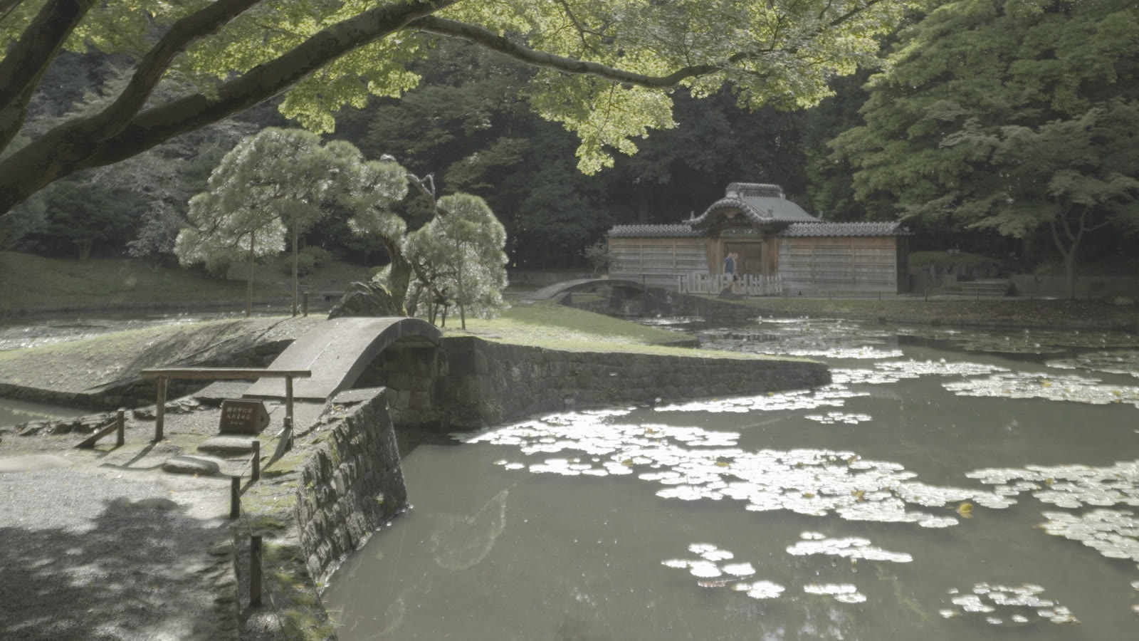 Ungraded S-Log2 footage of a Japanese garden: a stone bridge, a pond with lily pads and a wooden gatehouse under maples, flat and grey