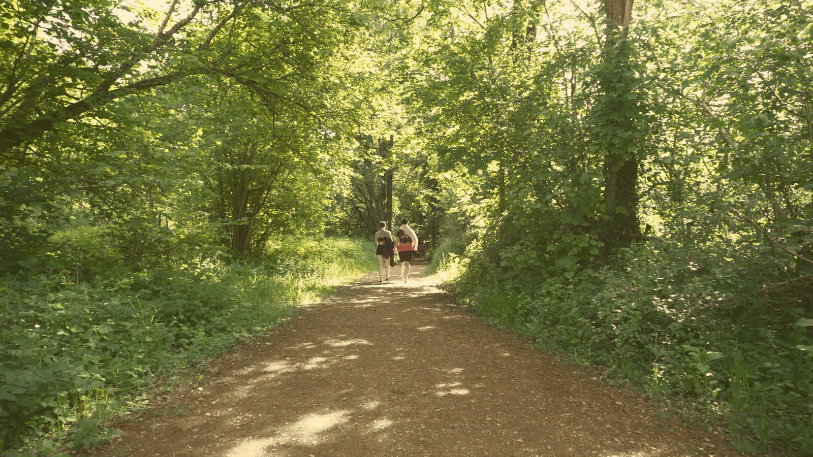 The same forest path through the Vinland LUT: golden light in the canopy, a deep brown trail, luminous greens and lifted warm shadows